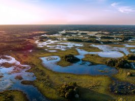 Wetlands